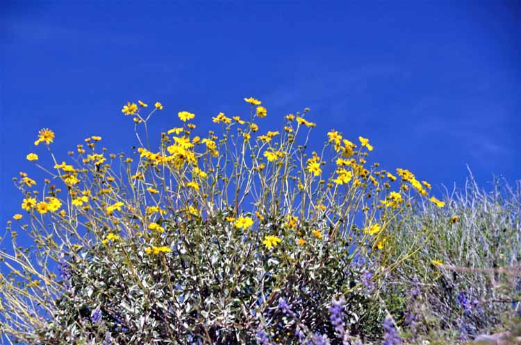 wildflowers